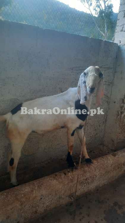 Bakray for sale Eid 2025