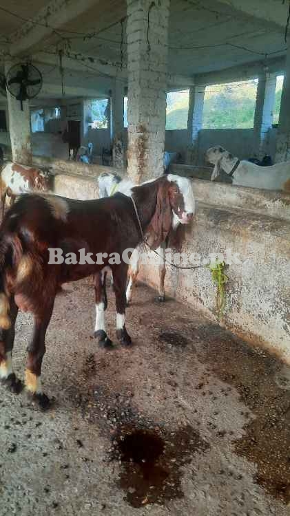 Bakray for sale Eid 2025