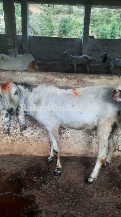 Bakray for sale Eid 2025
