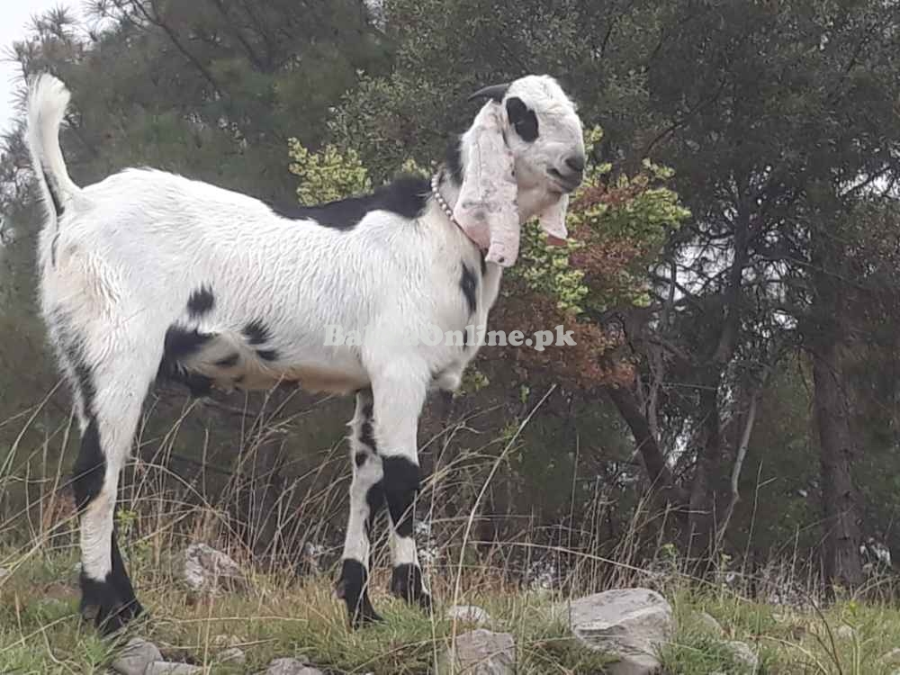 Desi Bakra For Sale