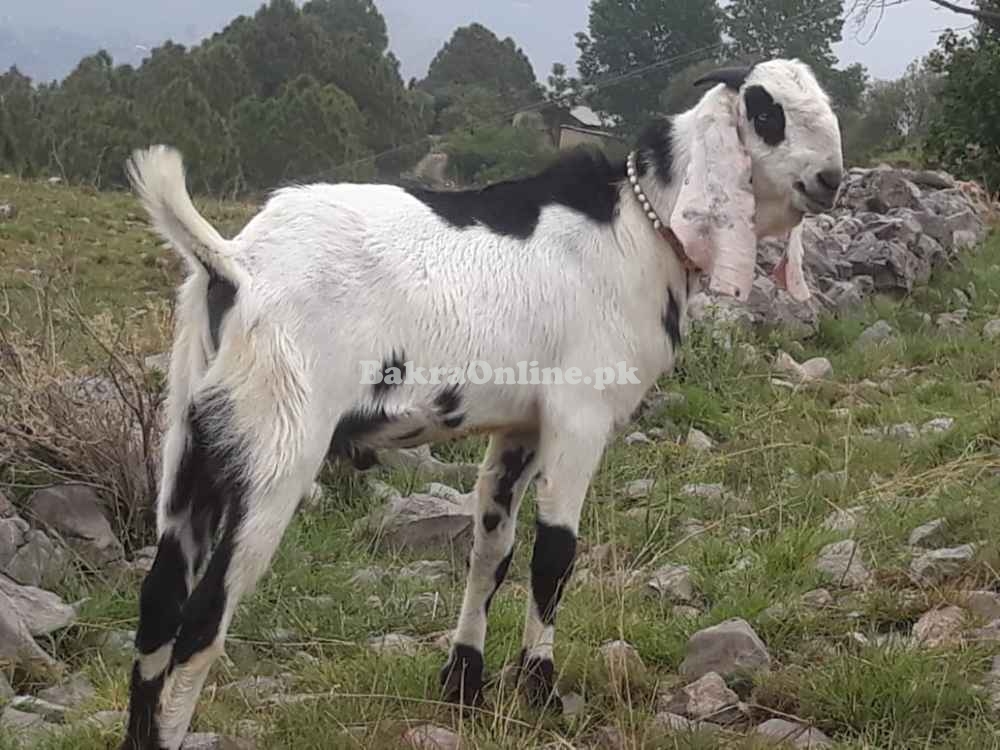 Desi Bakra For Sale