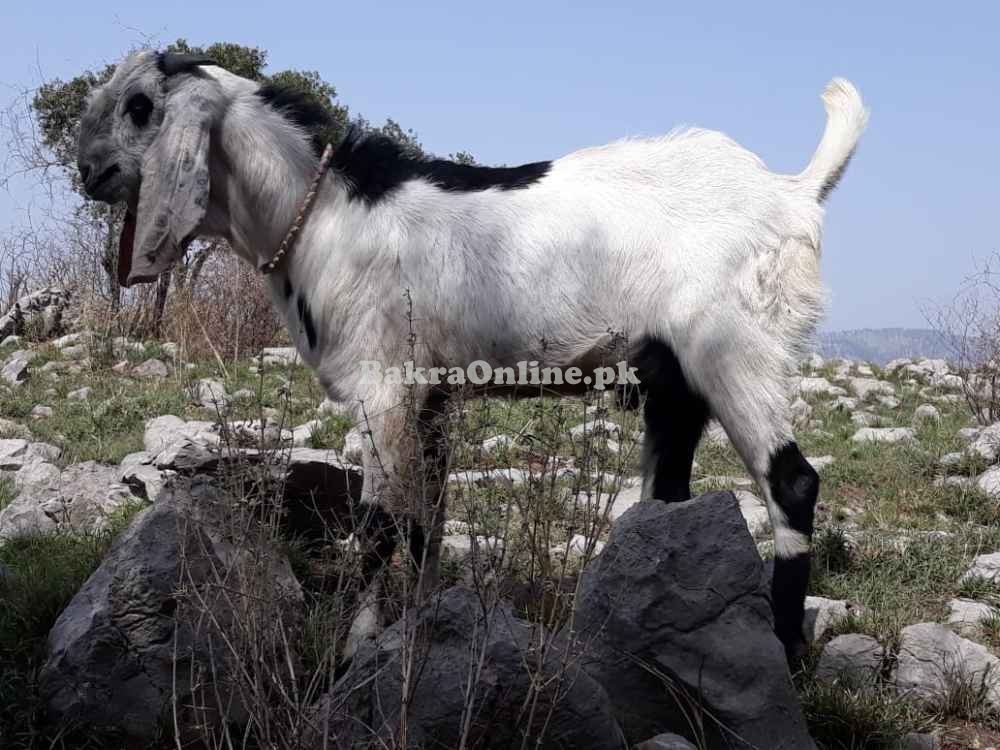 Desi Bakra For Sale