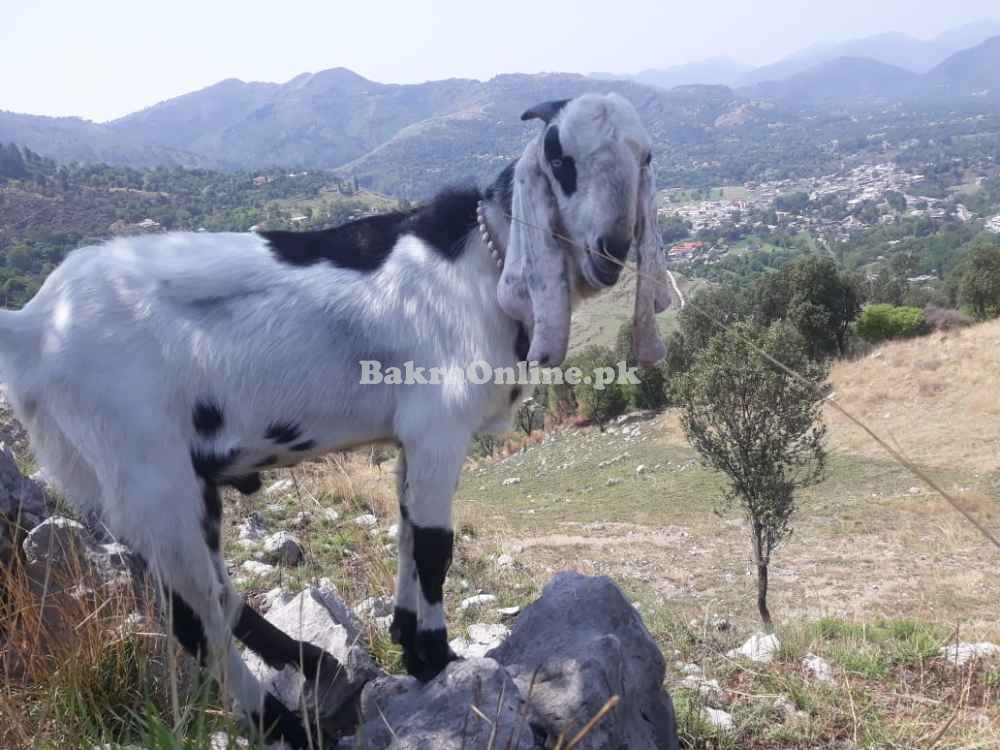 Desi Bakra For Sale