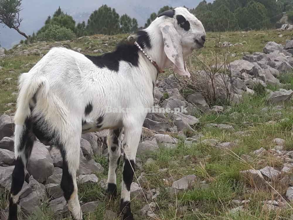 Desi Bakra For Sale