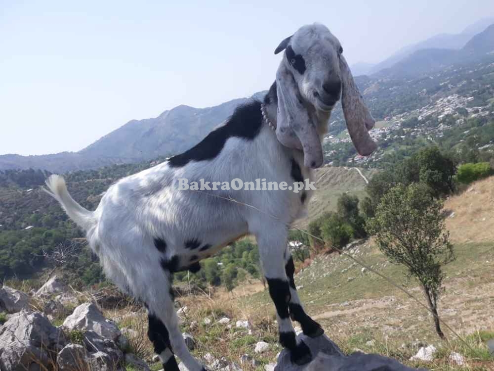 Desi Bakra For Sale