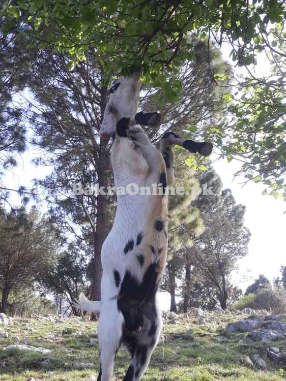 Desi Bakra For Sale