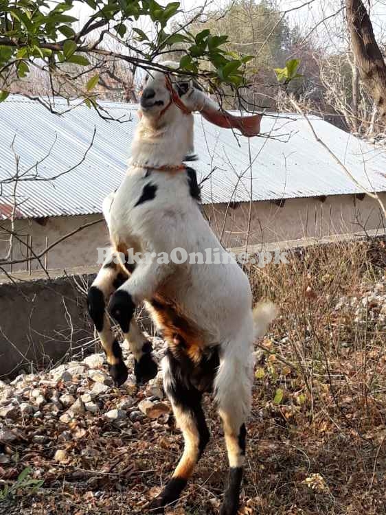Desi Bakra For Sale