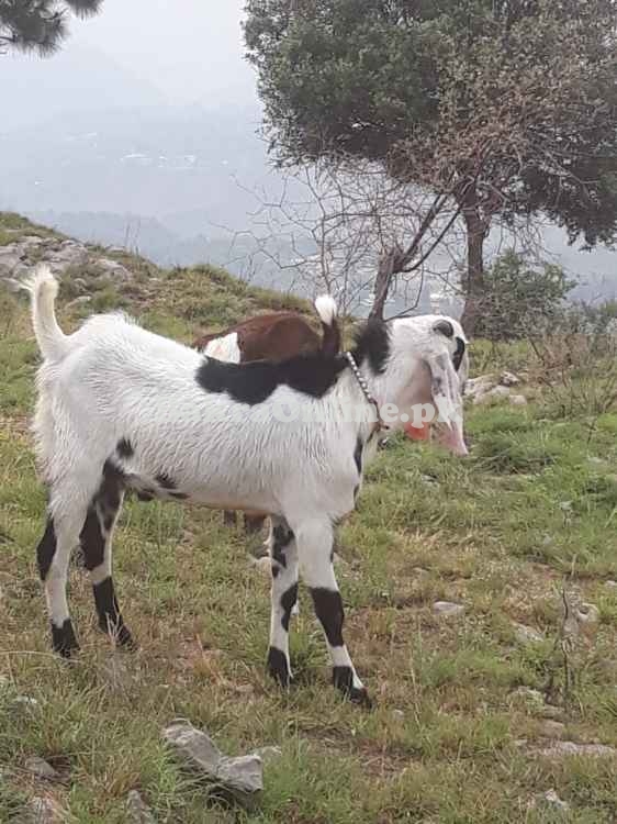 Desi Bakra For Sale