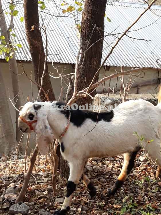 Desi Bakra For Sale