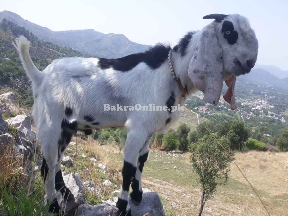 Desi Bakra For Sale