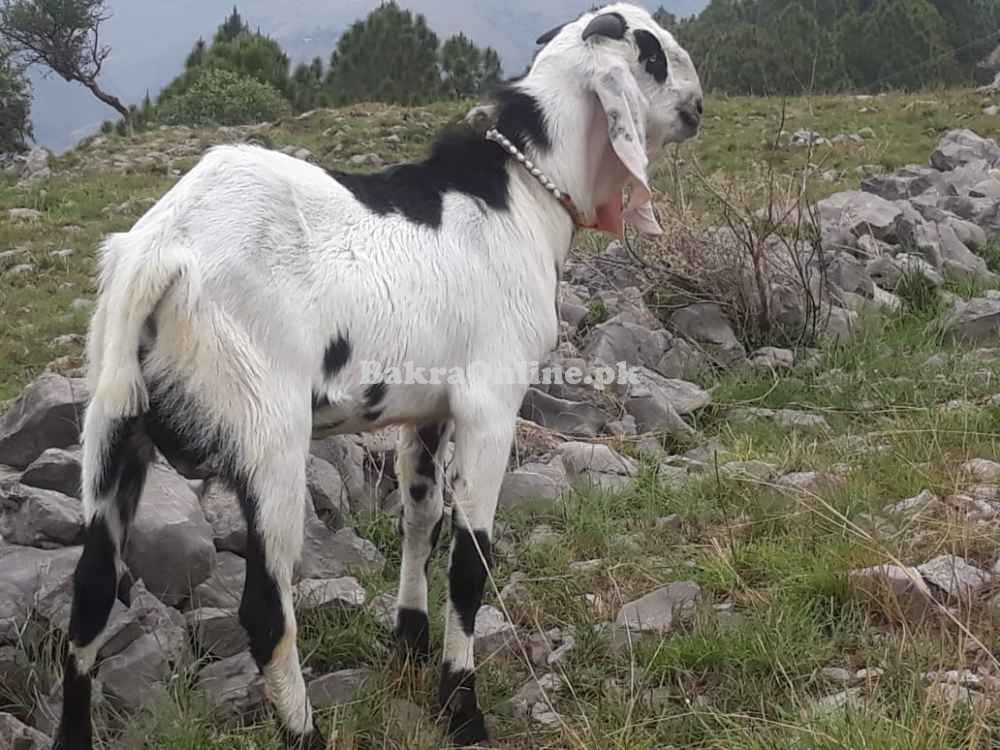 Desi Bakra For Sale