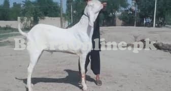 Rajanpuri ghar ka bakra