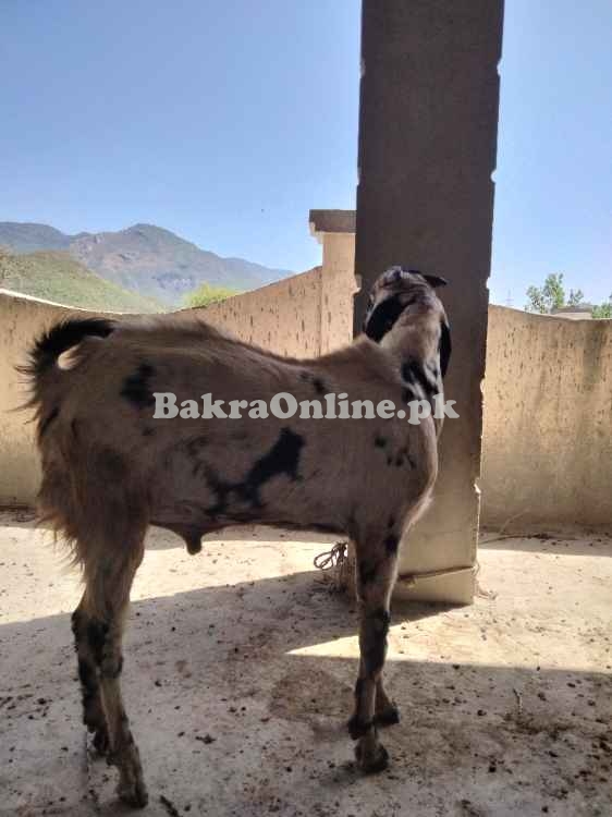 برائے فروخت - صحت مند، خوبصورت، مناسب ریٹ