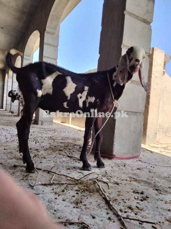 برائے فروخت - صحت مند، خوبصورت، مناسب ریٹ