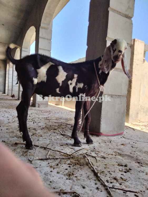 برائے فروخت - صحت مند، خوبصورت، مناسب ریٹ