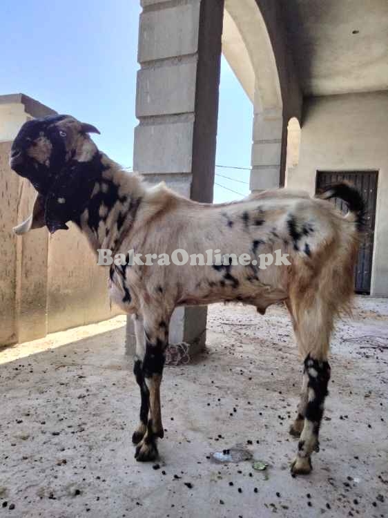 برائے فروخت - صحت مند، خوبصورت، مناسب ریٹ