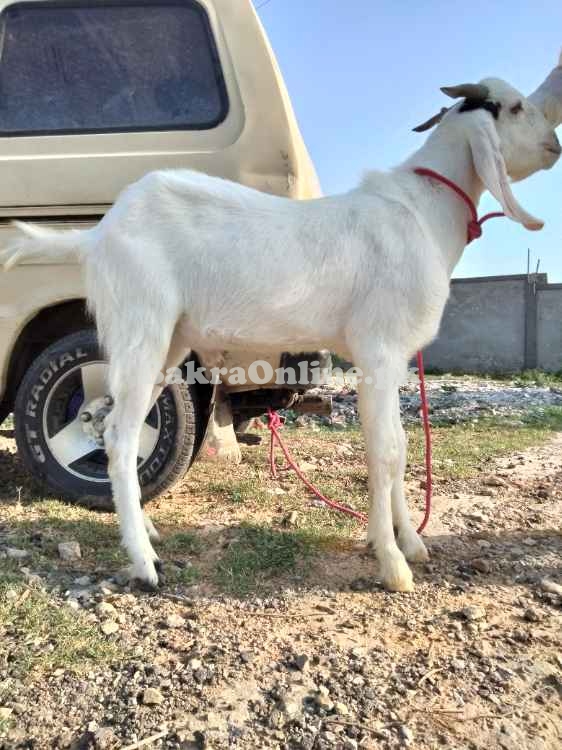 برائے فروخت - صحت مند، خوبصورت، مناسب ریٹ
