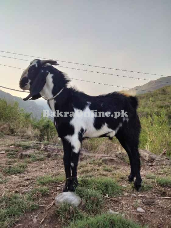 برائے فروخت - صحت مند، خوبصورت، مناسب ریٹ