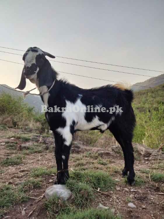 برائے فروخت - صحت مند، خوبصورت، مناسب ریٹ