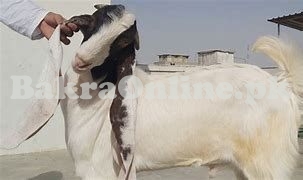 Bakra Available