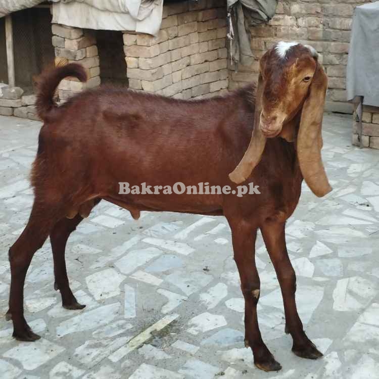 Qurbani ka tayar Desi Bakra – Home Raised – Peshawar