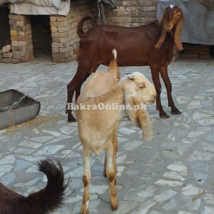 Qurbani ka tayar Desi Bakra – Home Raised – Peshawar