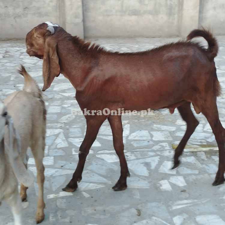 Qurbani ka tayar Desi Bakra – Home Raised – Peshawar