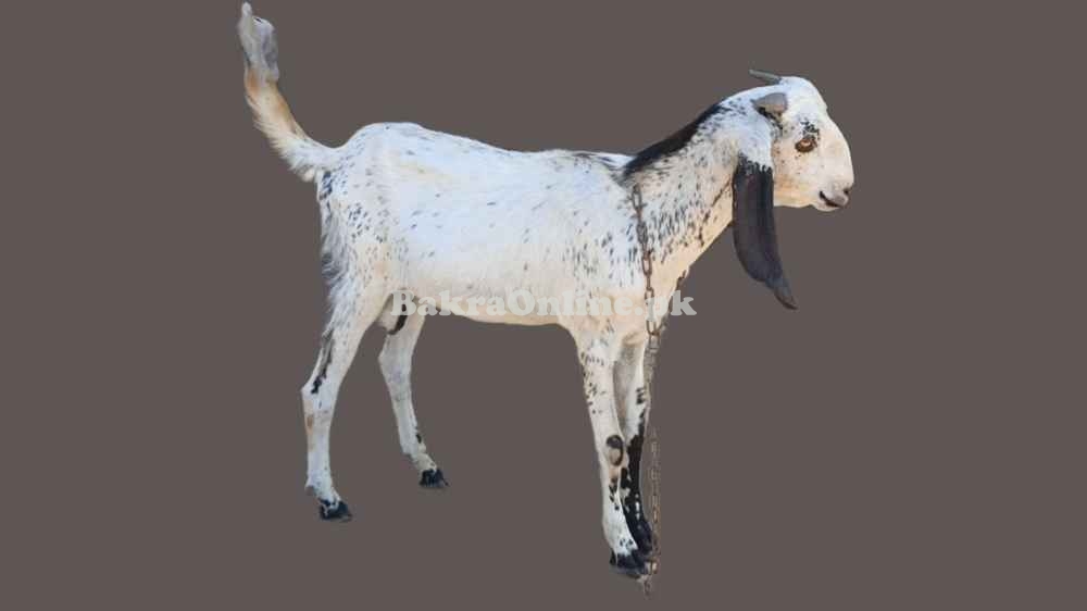 Ready for qurban