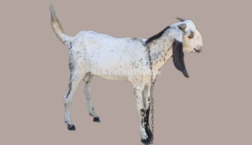 Ready for qurban