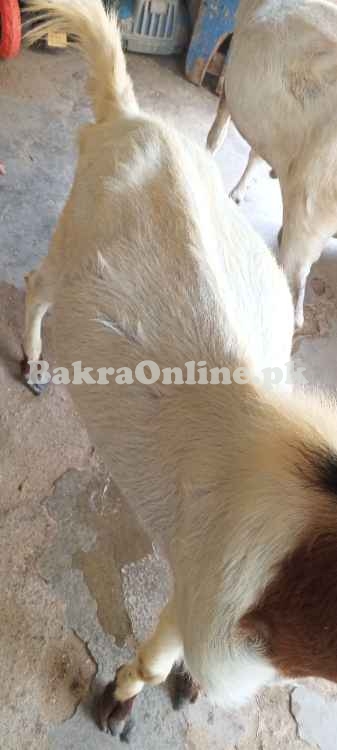 Bakra qurbani ke liye