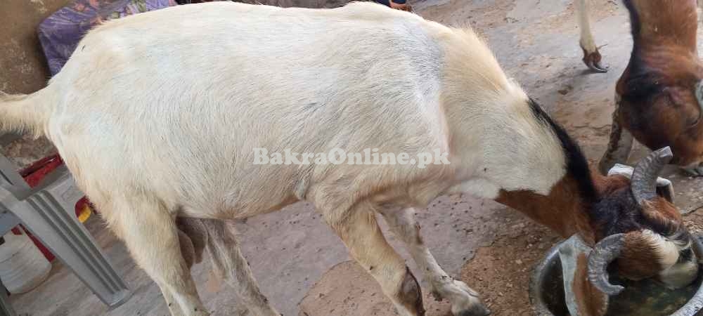 Bakra qurbani ke liye
