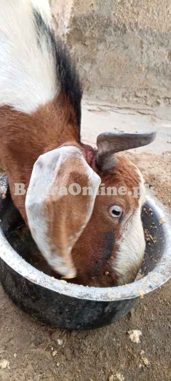 Bakra qurbani ke liye