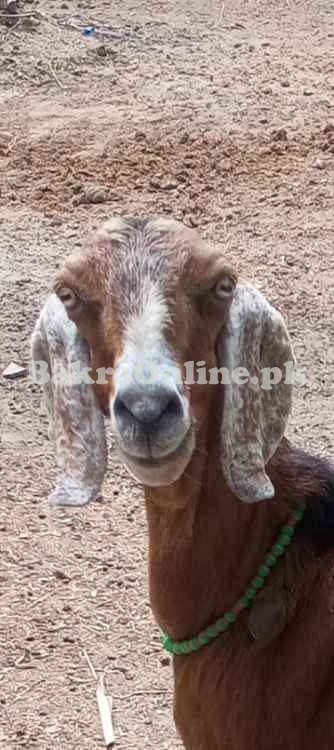 Bakra qurbani ke liye