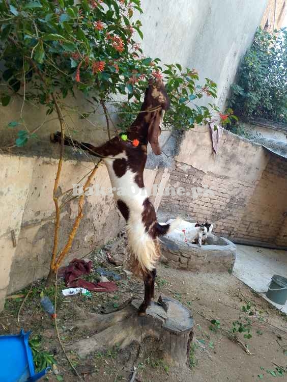 Bakra sale on cheap prices