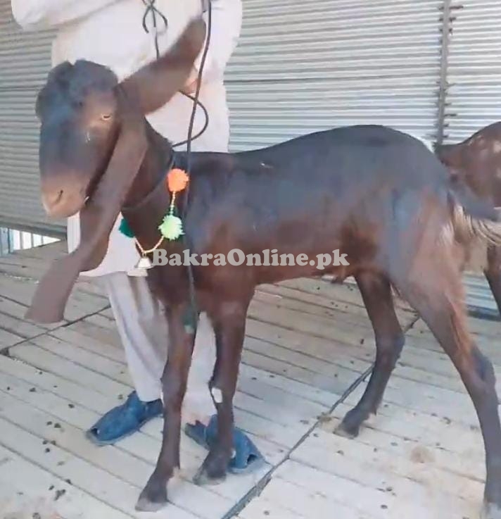Bakra sale on cheap prices