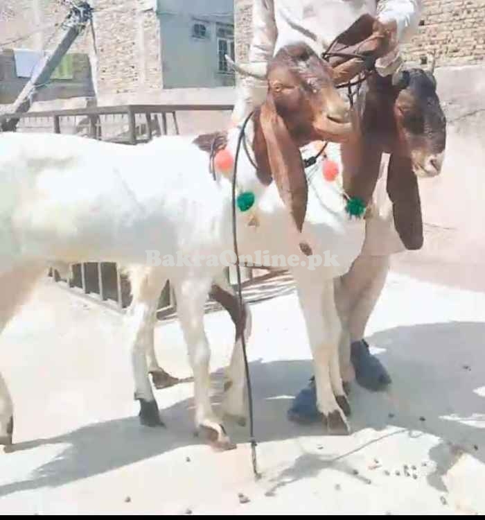 Bakra sale on cheap prices