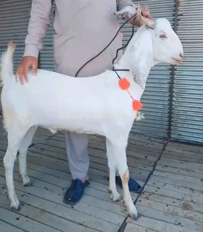 Bakra sale on cheap prices