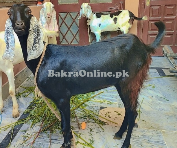 Desi Bakra Donda