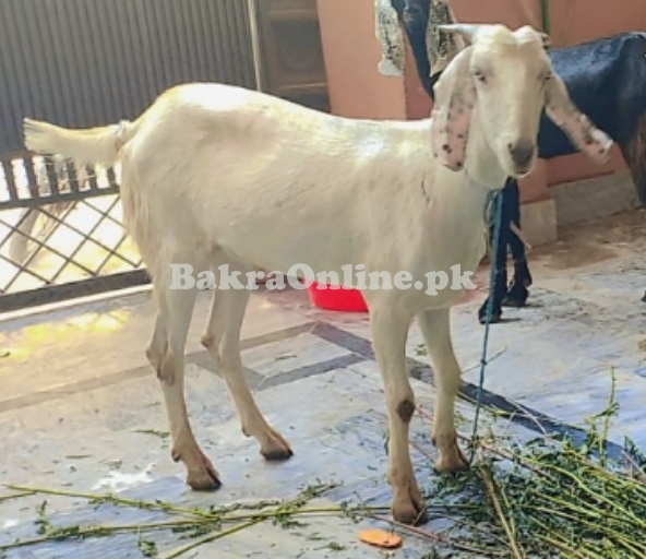 Desi Bakra Donda