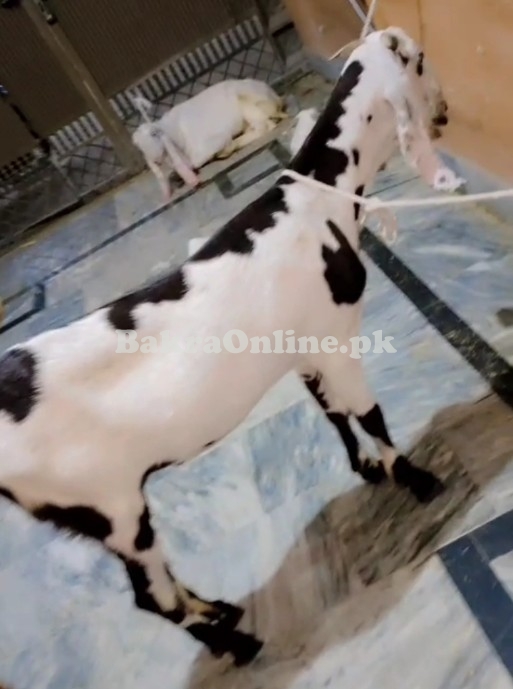 Desi Bakra Donda
