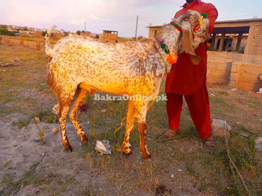 Brown Bakra | Healthy Bakra for Qurbani