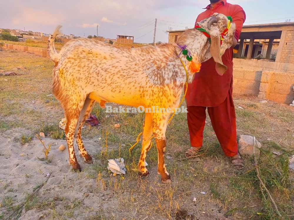 Brown Bakra | Healthy Bakra for Qurbani