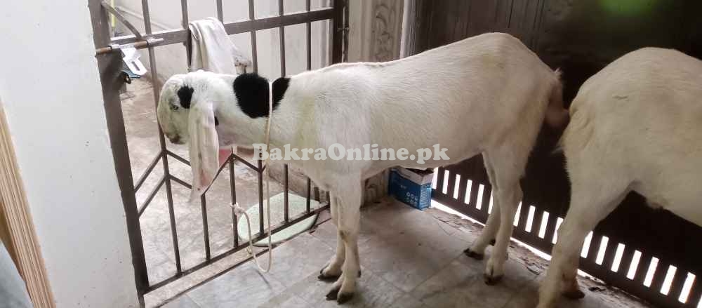 Rajan purri color white