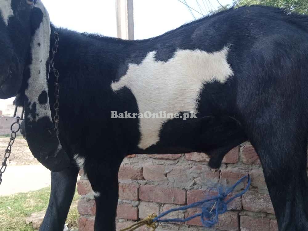 Goat Desi Bakra for Sale