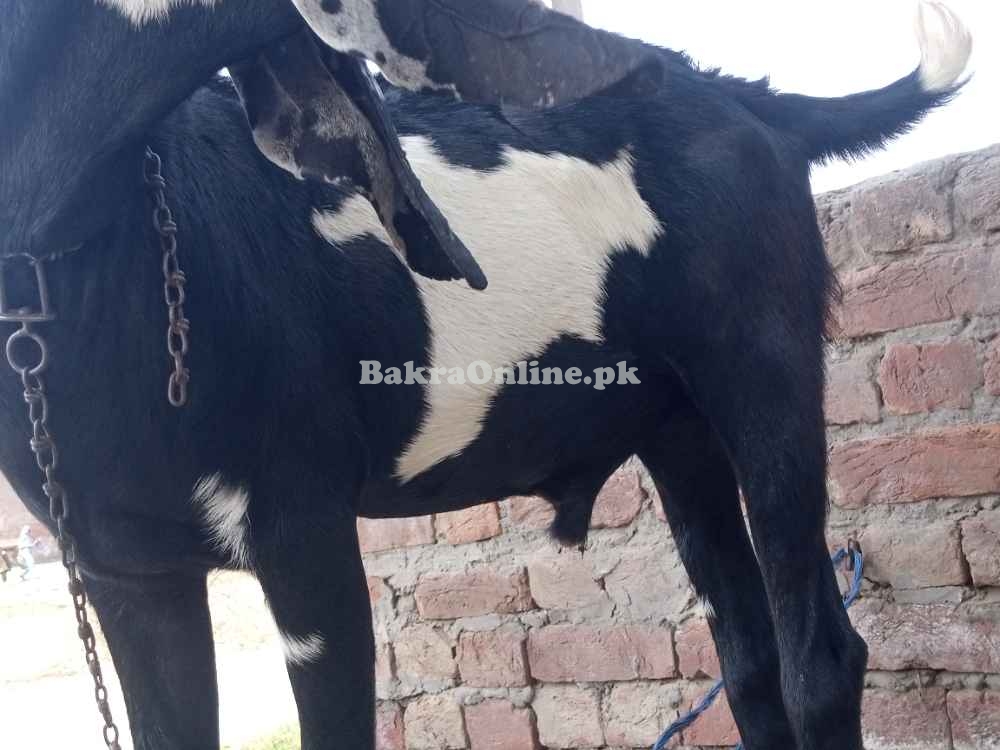 Goat Desi Bakra for Sale