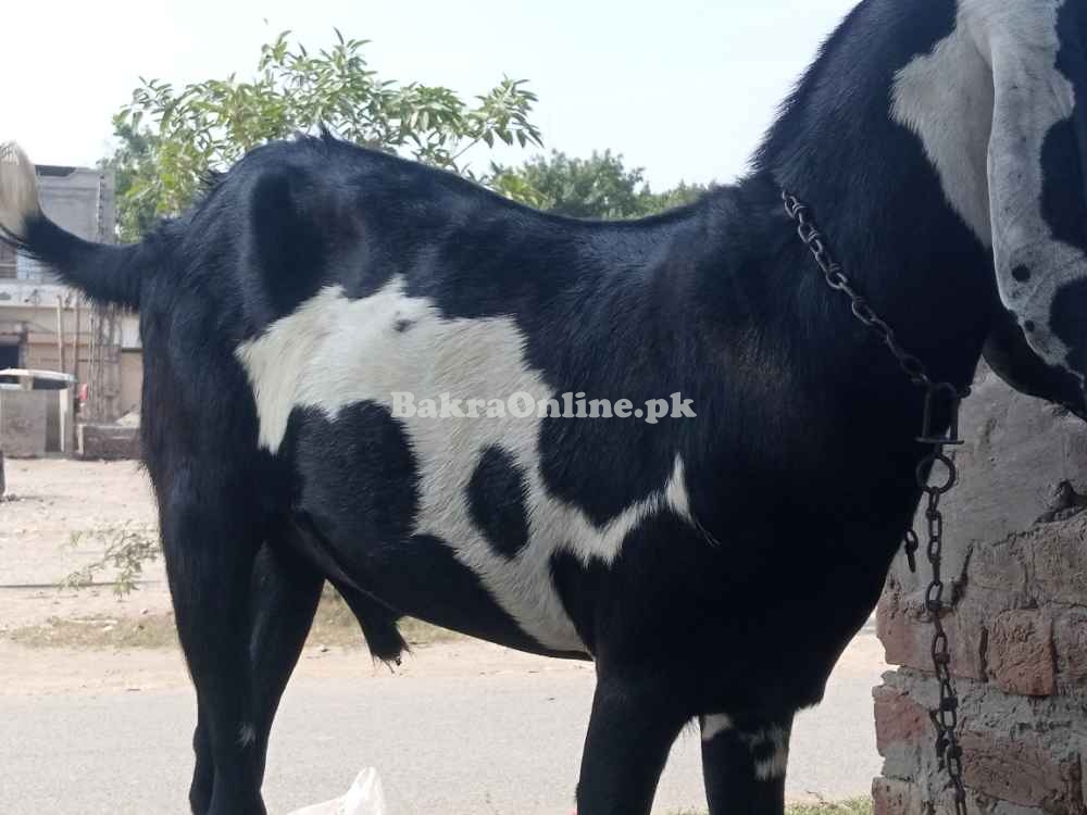 Goat Desi Bakra for Sale