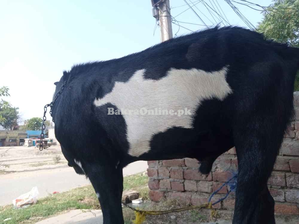 Goat Desi Bakra for Sale