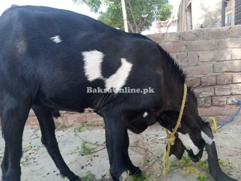Black & White Desi Bakra for Sale