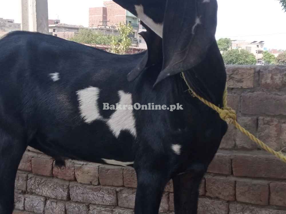 Black & White Desi Bakra for Sale