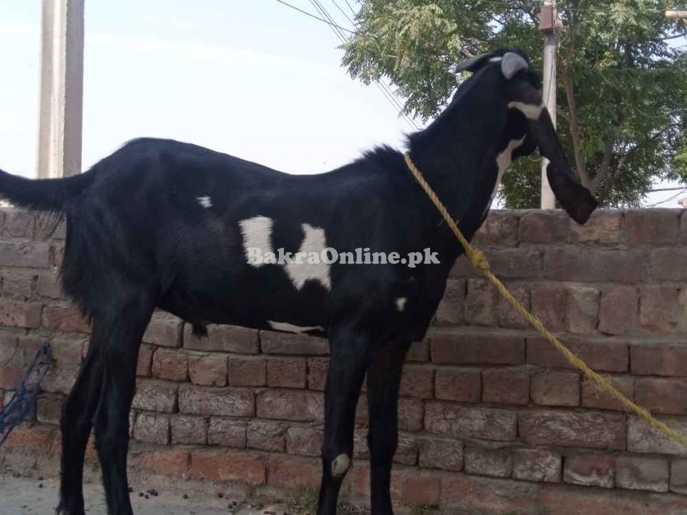 Black & White Desi Bakra for Sale